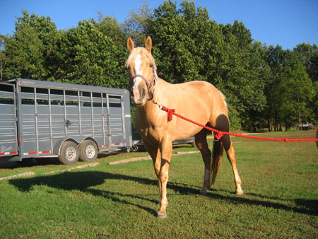 newhorse.jpg