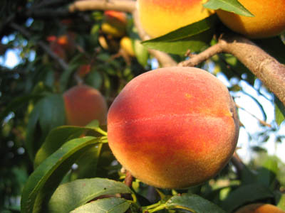 peach.jpg