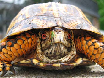 turtle.jpg