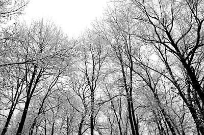 trees