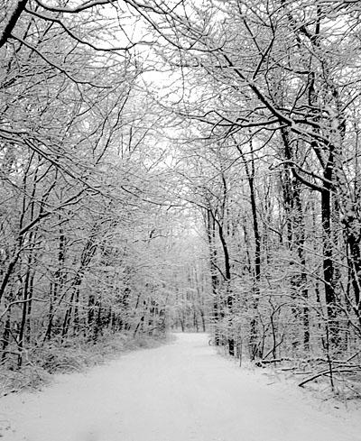trees2