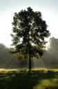 lifetree2.jpg